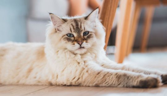 Полный Гид: Какие витамины действительно нужны Вашему питомцу и зачем