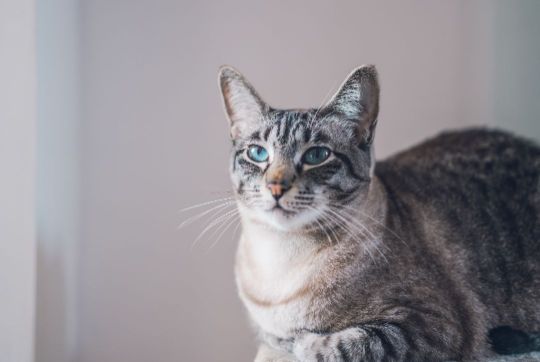 Как укрепить иммунитет кошки: роль витаминов и антиоксидантов